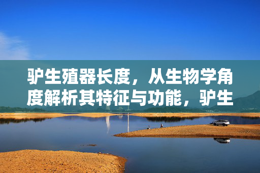 驴生殖器长度，从生物学角度解析其特征与功能，驴生殖器长度，从生物学角度解析其特征与功能