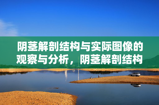 阴茎解剖结构与实际图像的观察与分析,阴茎解剖结构与实际图像的观察与分析 阴茎解剖结构与实际图像的观察与分析,阴茎解剖结构与实际图像的观察与分析