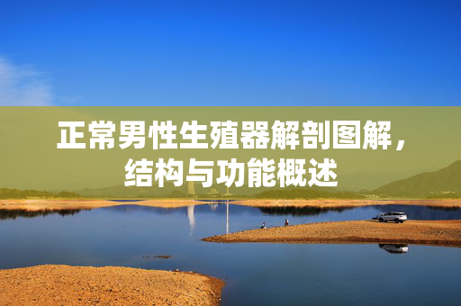 正常男性生殖器解剖图解,结构与功能概述 正常男性生殖器解剖图解,结构与功能概述