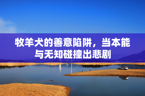 牧羊犬的善意陷阱,当本能与无知碰撞出悲剧 牧羊犬的善意陷阱,当本能与无知碰撞出悲剧