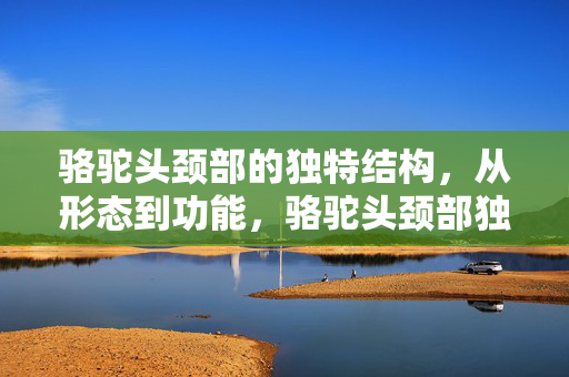 骆驼头颈部的独特结构,从形态到功能,骆驼头颈部独特结构的形态与功能 骆驼头颈部的独特结构,从形态到功能,骆驼头颈部独特结构的形态与功能