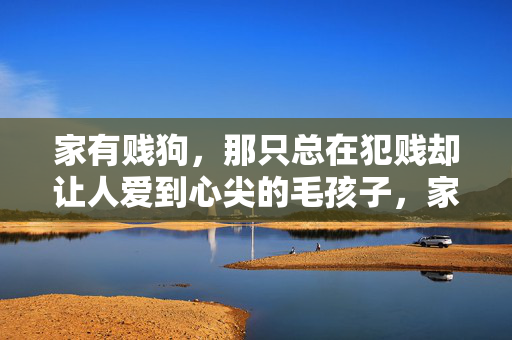 家有贱狗，那只总在犯贱却让人爱到心尖的毛孩子，家有贱狗，犯贱却爱到心尖的毛孩子