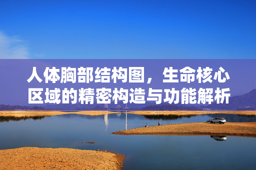 人体胸部结构图，生命核心区域的精密构造与功能解析，生命核心的精密构造与功能，人体胸部结构解析