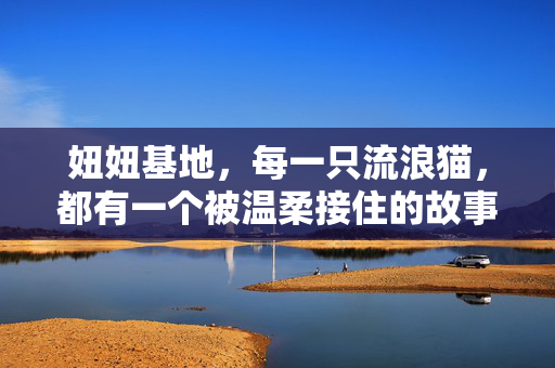 妞妞基地，每一只流浪猫，都有一个被温柔接住的故事，妞妞基地，温柔接住流浪猫的故事