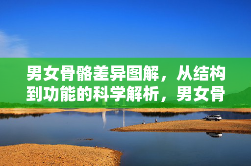 男女骨骼差异图解，从结构到功能的科学解析，男女骨骼差异图解，从结构到功能的科学解析