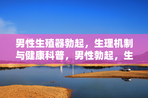 男性生殖器勃起，生理机制与健康科普，男性勃起，生理机制与健康科普指南