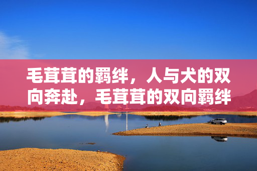 毛茸茸的羁绊,人与犬的双向奔赴,毛茸茸的双向羁绊 毛茸茸的羁绊,人与犬的双向奔赴,毛茸茸的双向羁绊