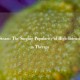 Steep Steam: The Surging Popularity of High-Intensity Steam Therapy