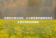 洋葱的作用与功效，小小鳞茎里的健康密码及水煮洋葱的功效解析