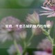 宝鸡，千年古城的魅力与传奇