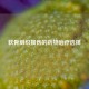 软骨组织损伤的药物治疗选择