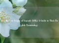 Key Roles in League of Legends (LOL): A Guide to Their English Terminology