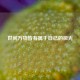 世间万物皆有属于自己的微光