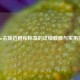 Steam去除边框和标签的详细教程与实用技巧