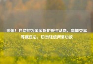 警惕！白花蛇为国家保护野生动物，猎捕交易等属违法，切勿轻信所谓功效