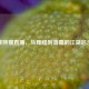 逆战熊猫直播，从辉煌到落幕的江湖启示录