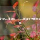 打造独特Apex英雄ID，Steam简短干净昵称灵感指南