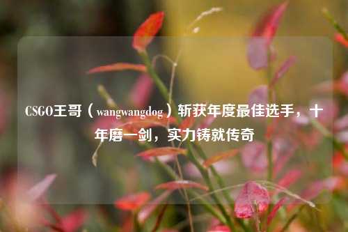 CSGO王哥(wangwangdog)斩获年度更佳选手,十年磨一剑,实力铸就传奇
